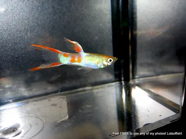 Conrad's Gold Double Sword Guppies by Lotsoffish by...
