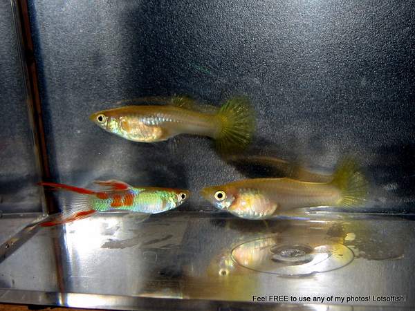 Conrad's Gold Double Sword Guppies by Lotsoffish