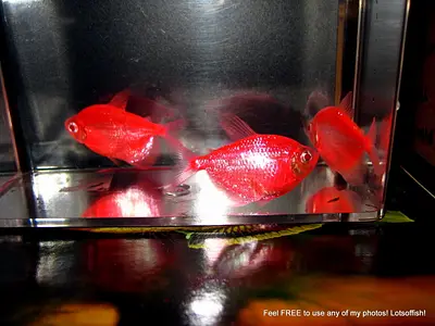 Red Glo Tetra's