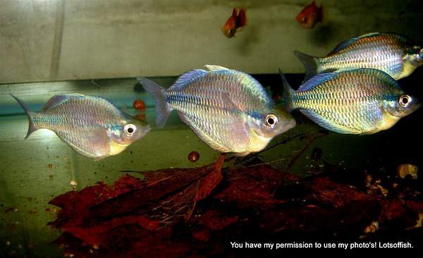 Rainbow Fish by Lotsoffish
