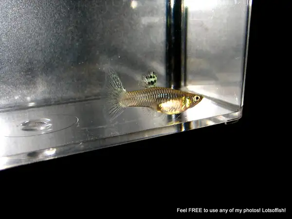 Carl's Superior Moscow Multi color Grass Guppies by...