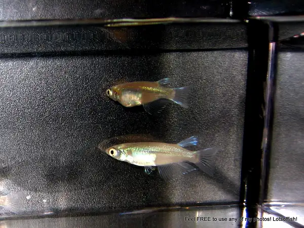 Platinum Medaka Ricefish (Miyuki Super Long Line) by...