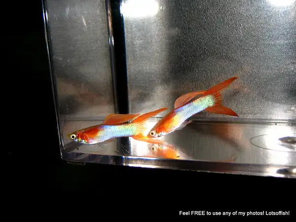 Japanese Blue Lyretail Guppies by Lotsoffish