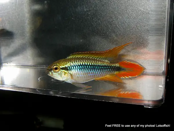 Apistogramma agassizii red  7/9/21 by Lotsoffish by...