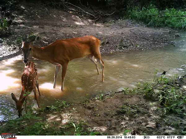 2014-6-22fawns pics by bowGal1
