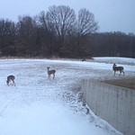 2015-2-17yard deer