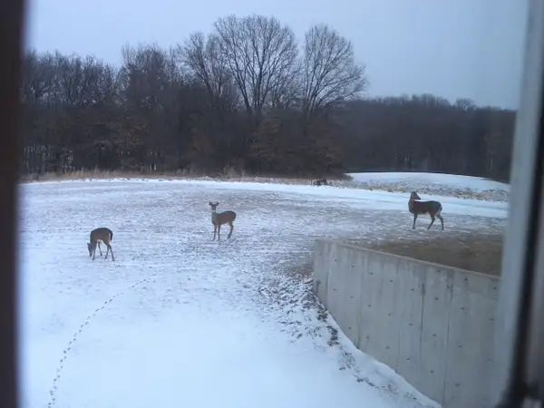 2015-2-17yard deer by bowGal1