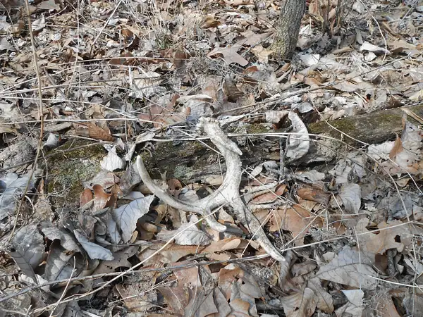 2015-3-12 dead8pt and shed by bowGal1