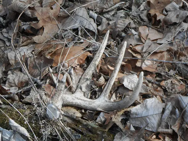 2015-3-12 dead8pt and shed by bowGal1 by bowGal1