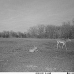 2015-3-22 hurt deer