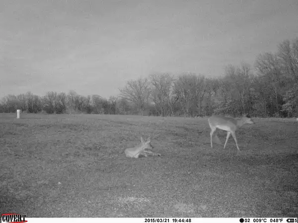 2015-3-22 hurt deer by bowGal1
