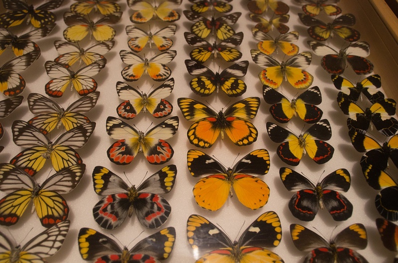 120519-2495OrangeButterflies