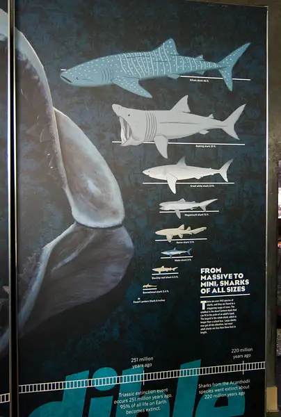091114-7858SharkSizes by SpecialK