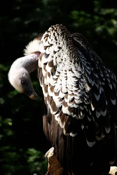 080502-6109Vulture by SpecialK