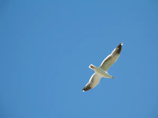 060603-710LBSeagull by SpecialK