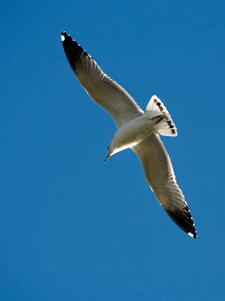 090207-5709Seagull by SpecialK
