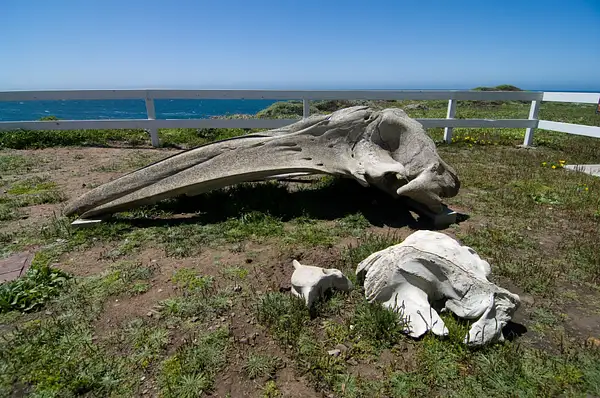 100529-7563PtArenaLHWhaleSkull by SpecialK