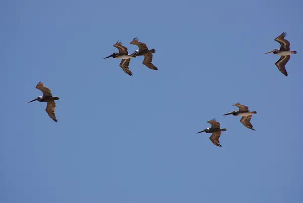 080628-8649SixPelicans by SpecialK