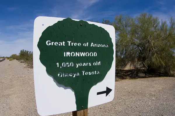 140329-4405IronwoodTreeSign by SpecialK