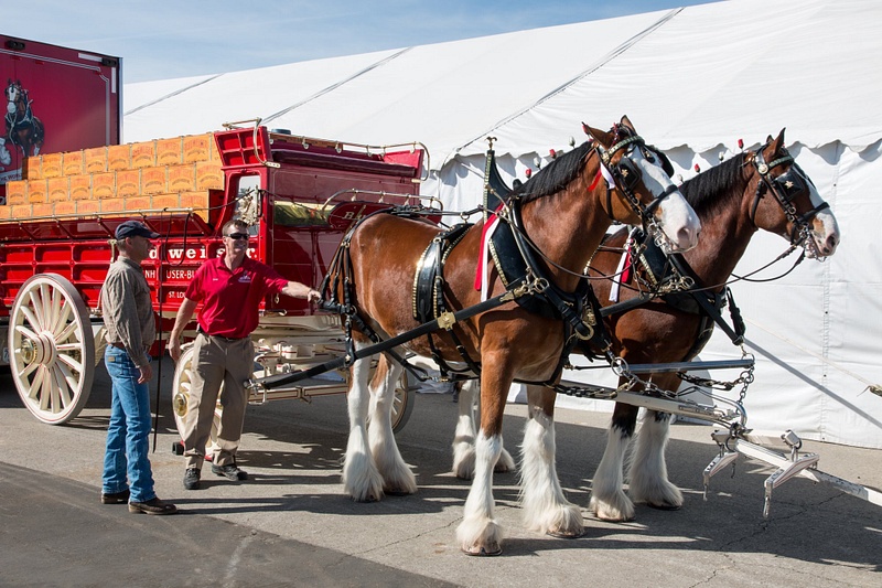 150322-4565Clydesdales