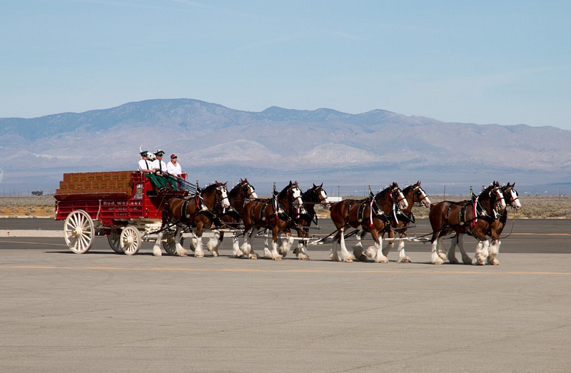 150322-4596Clydesdales