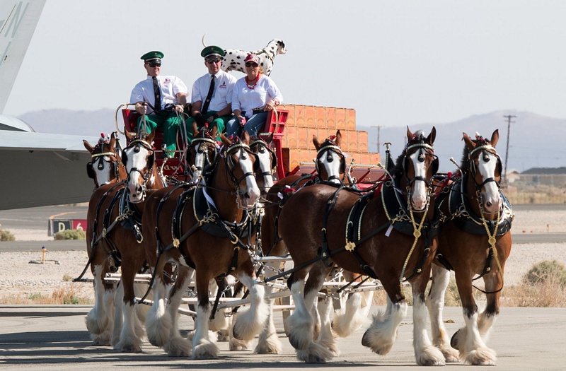150322-4615Clydesdales