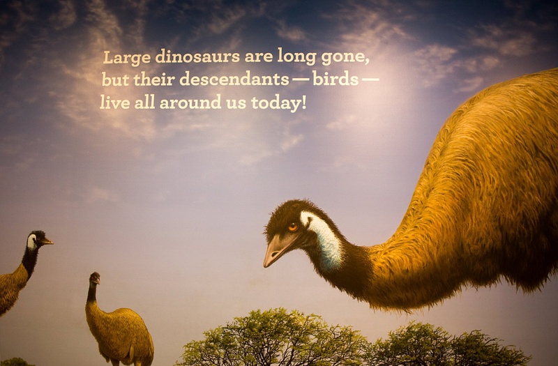 150425-1685Birds-DinoDescendants