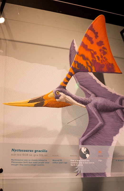 160702-9625Nyctosaurus