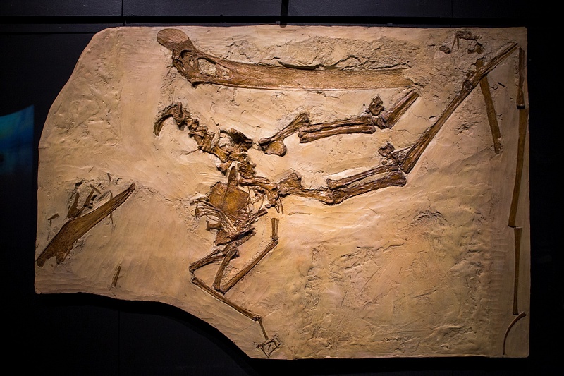 160702-9667Fossil