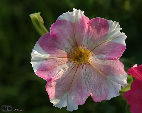 SMP-0036_Petunia by StevePettit