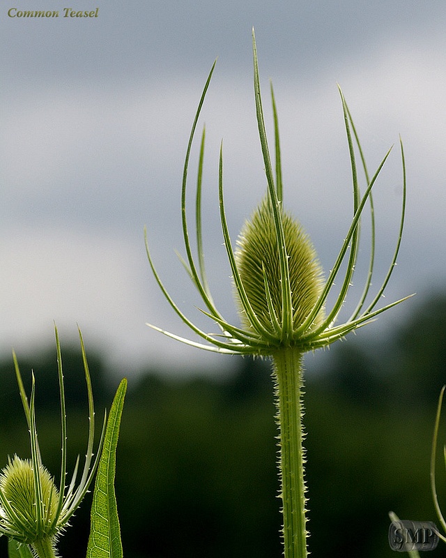SMP-0051_Common_Teasel