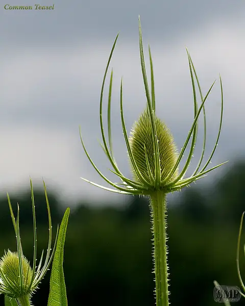 SMP-0051_Common_Teasel by StevePettit