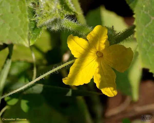 SMP-0068_Blossom-Cucumber by StevePettit