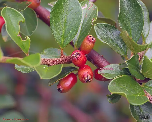 SMP-0191_Berry-Cotoneaster by StevePettit