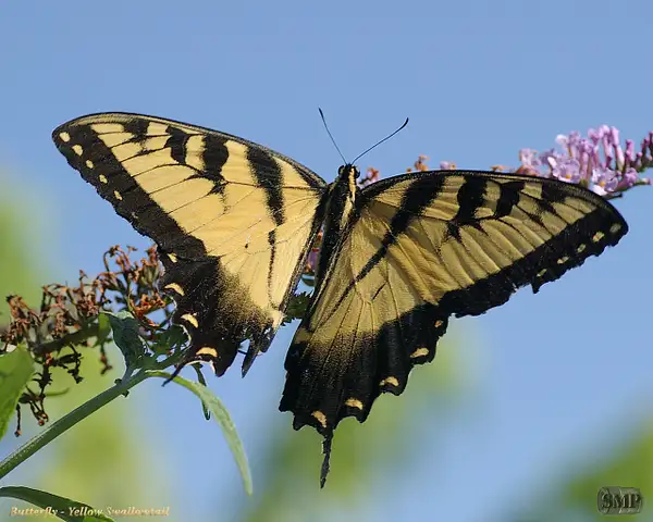 SMP-0168_Butterfly-Yellow_Swallowtail by StevePettit