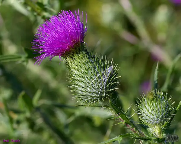 SMP-0223_Thistle-Bull by StevePettit