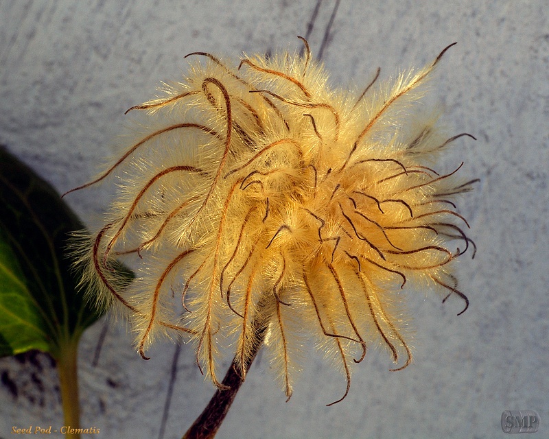 SMP-0297_Seed_Pod-Clematis