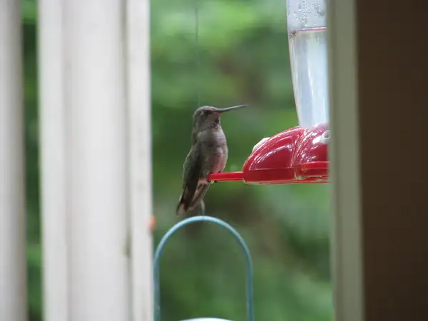 Anna's Hummingbird at our front feeder by ChuckE
