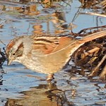 Swamp Sparrows