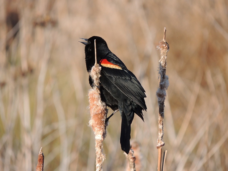 Red-winged Blackbird, Huntley Meadows, Alexandria, VA, March 29, 2013