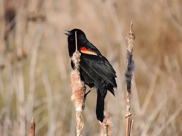 Red-winged Blackbird, Huntley Meadows, Alexandria, VA,...