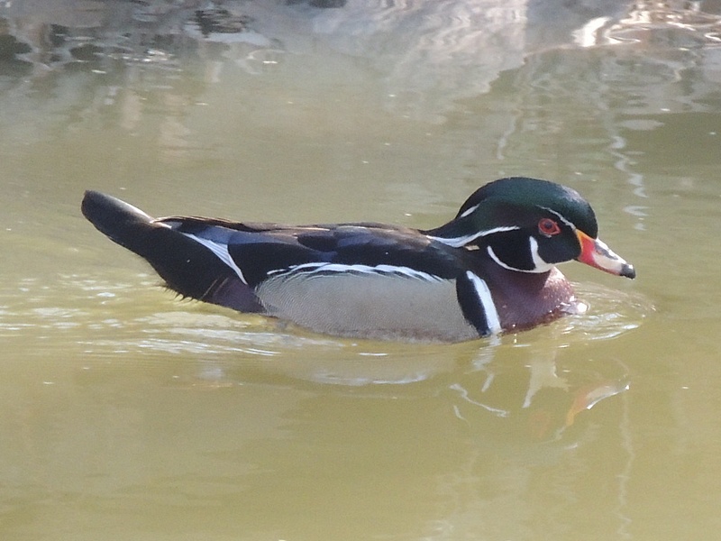Wood Duck, C&O Canal, Potomac, MD, April 6, 2013