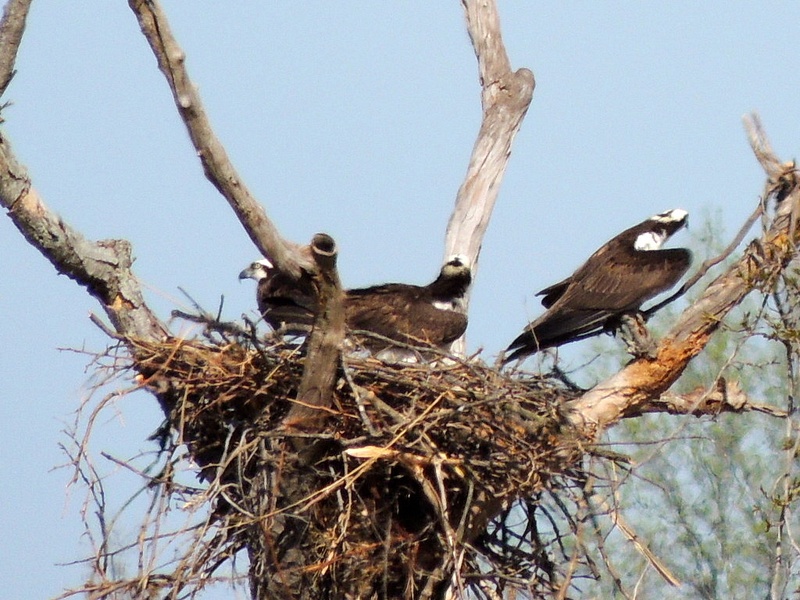 Ospreys, Occoquan Bay NWR, Woodbridge, VA, April 14, 2013