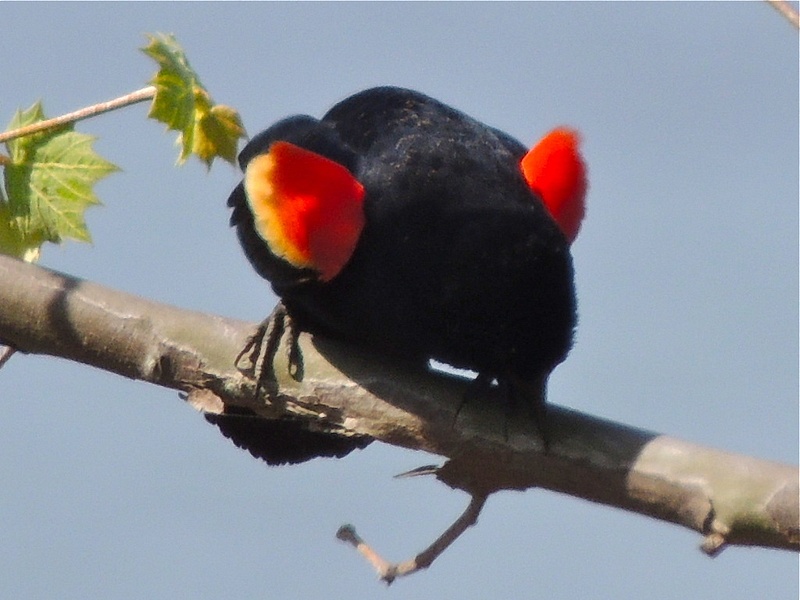 Red-winged Blackbird, Possum Point Road, Dumfries, VA, April 21, 2013