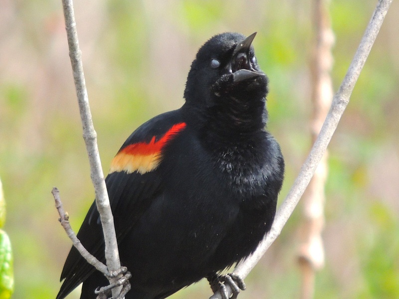 Red-winged Blackbird, Huntley Meadows, Alexandria, VA, April 22, 2013