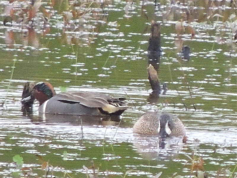 Blue-winged and Green-winged Teal, Huntley Meadows, Alexandria, VA, April 22, 2013