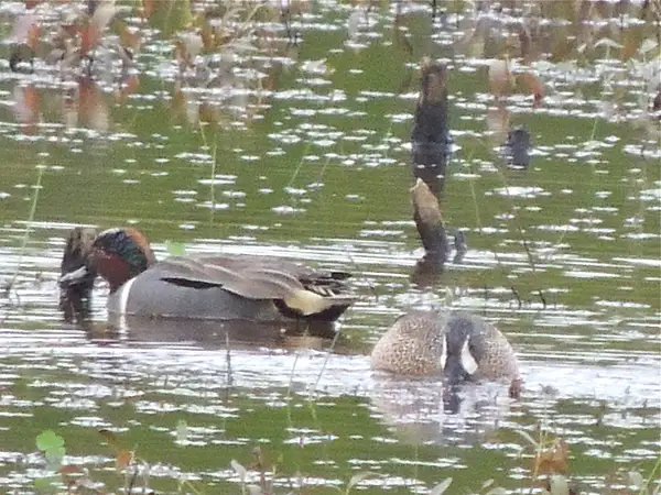 Blue-winged and Green-winged Teal, Huntley Meadows,...