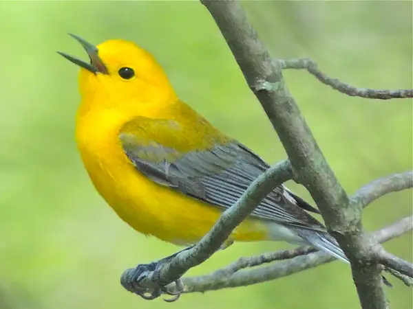 Prothonotary Warbler, Riley's Lock, Darnestown, MD, May...