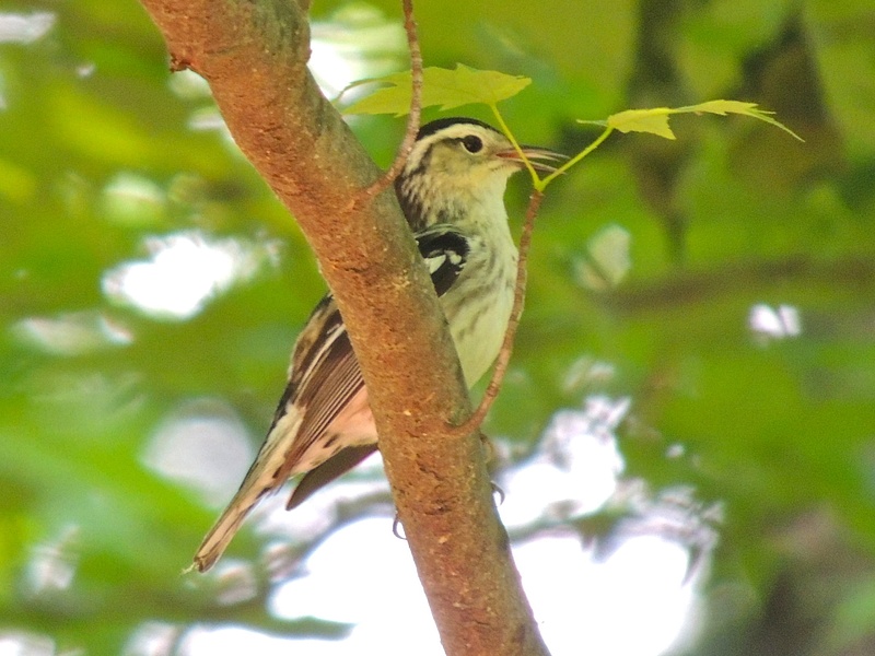 Black-and-white Warbler, Monticello Park, Alexandria, VA, May 15, 2013