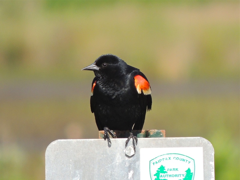 Red-winged Blackbird, Huntley Meadows, Alexandria, VA, May 27, 2013